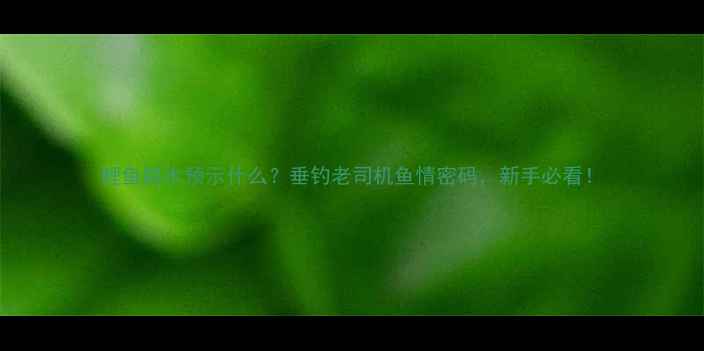 图片 鲤鱼跳水预示什么？垂钓老司机鱼情密码，新手必看！