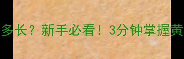 图片 🎣钓鲤鱼千又选多长？新手必看！3分钟掌握黄金长度选择技巧